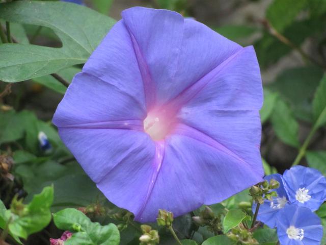 Ipomoea indica – eFlora of India